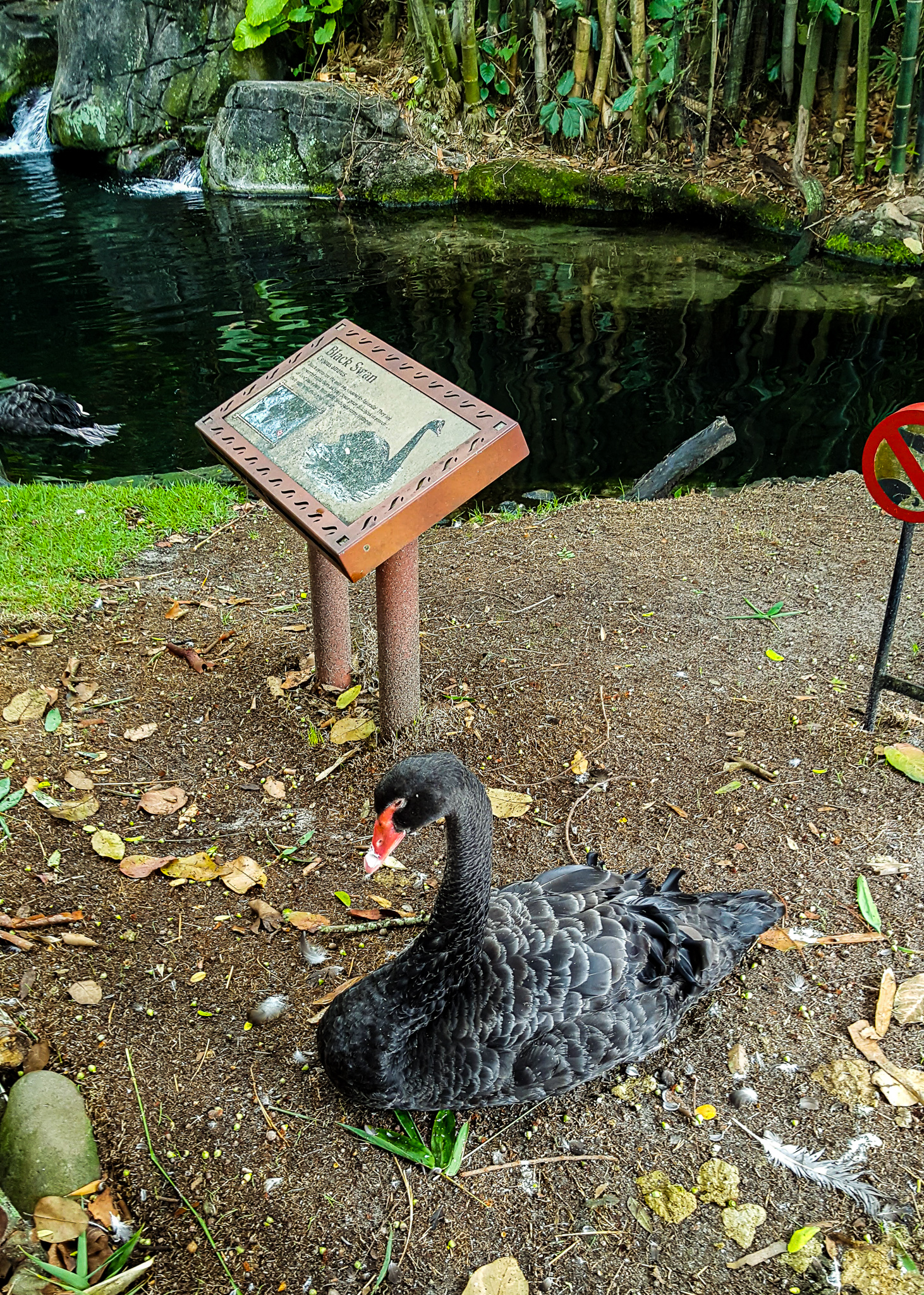 Black Swan exhibit in Oasis of Animal Kingdom. 
