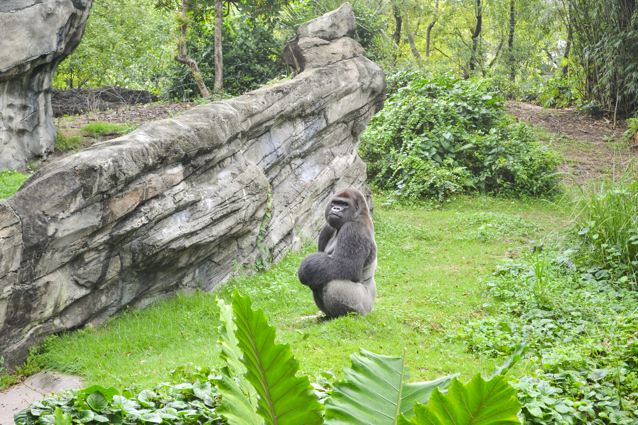 Gorilla in Gorilla Falls Exploration Trails in Animal Kingdom