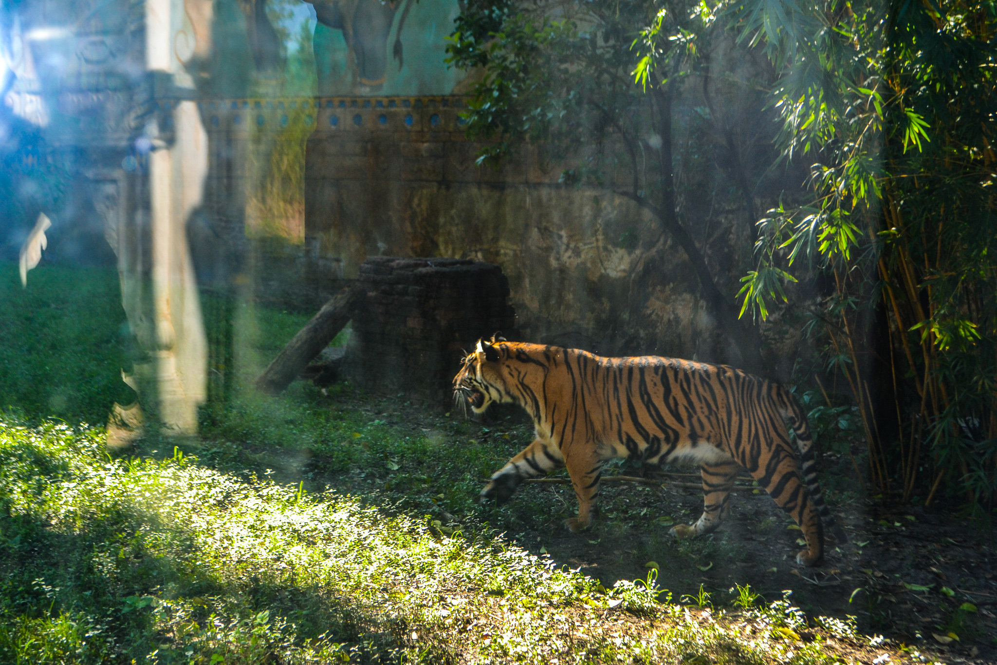 Tiger roaming in exhibit of Maharajah Jungle Trek in Animal Kingdom