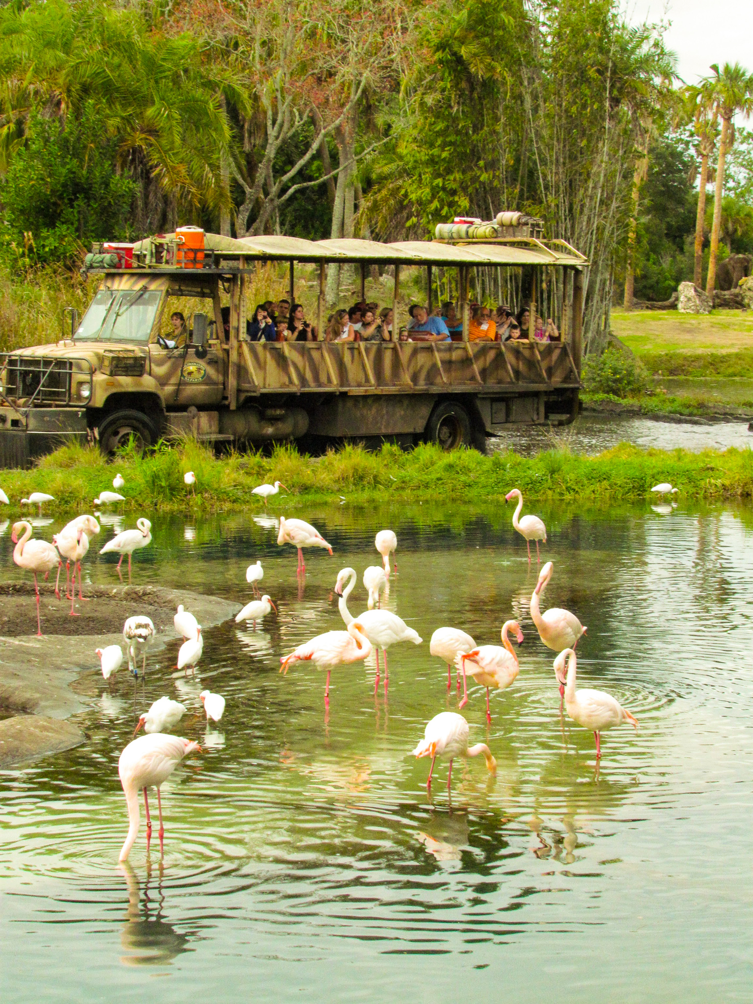 Kilimanjaro Safari truck passengers viewing flamingos